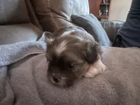 Brindie, a male Shorkie for sale in Fort Myers, FL – 2 of 3