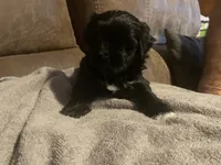 Blackie, a male Shorkie for sale in Fort Myers, FL – 3 of 3