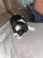 Coffee, a male Shorkie for sale in Fort Myers, FL – 2 of 3