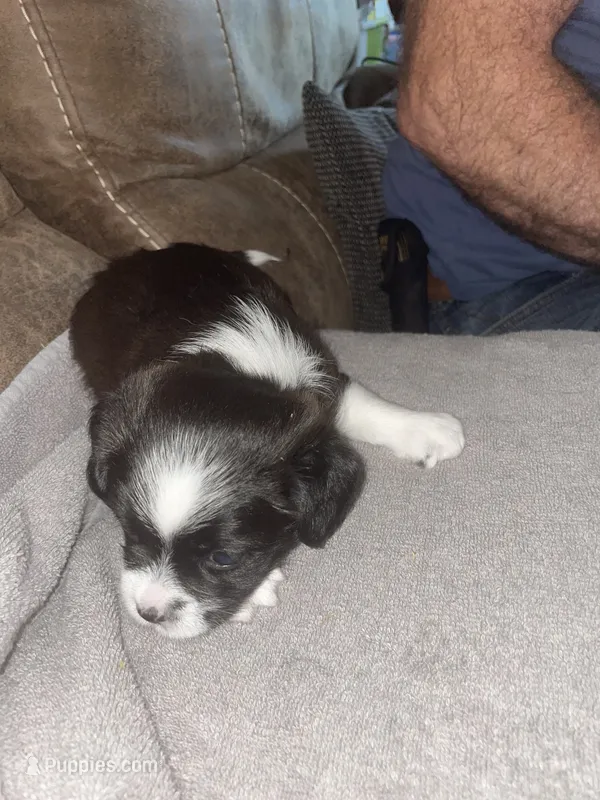 Coffee – Shorkie puppy for sale in Fort Myers, FL