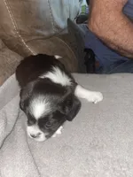 Coffee, a male Shorkie for sale in Fort Myers, FL – 1 of 3