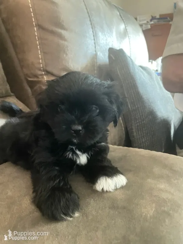 Blackie – Shorkie puppy for sale in Fort Myers, FL