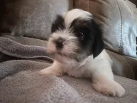 Turtle, a male Shorkie for sale in Fort Myers, FL – 2 of 3