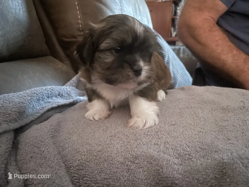 Brindie – Shorkie puppy for sale in Fort Myers, FL