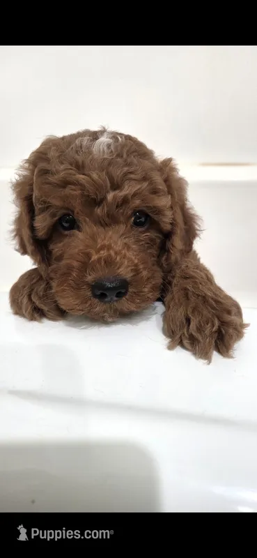 Rusty – Miniature Goldendoodle puppy for sale in Sheboygan, WI