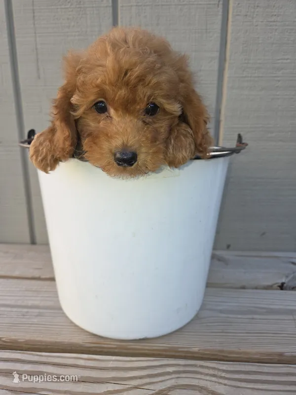 Emma – Miniature Goldendoodle puppy for sale in Sheboygan, WI