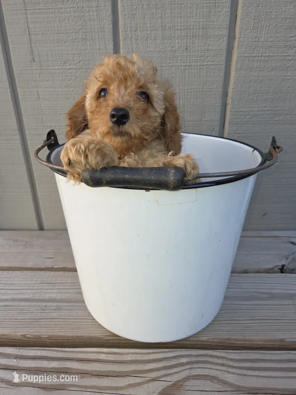 Jigs – Miniature Goldendoodle puppy for sale in Sheboygan, WI