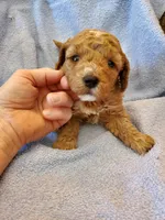 Bo, a male Miniature Goldendoodle for sale in Sheboygan, WI – Photo 2 of 3
