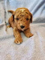 Bo, a male Miniature Goldendoodle for sale in Sheboygan, WI – Photo 3 of 3