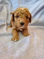 Bo, a male Miniature Goldendoodle for sale in Sheboygan, WI – Photo 1 of 3