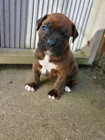 Baxter, a male Boxer for sale in Sheboygan, WI – Photo 2 of 3