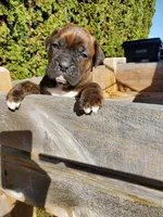Baxter, a male Boxer for sale in Sheboygan, WI – Photo 3 of 3