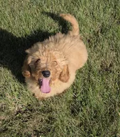 Jigs, a male Miniature Goldendoodle for sale in Sheboygan, WI – 5 of 5