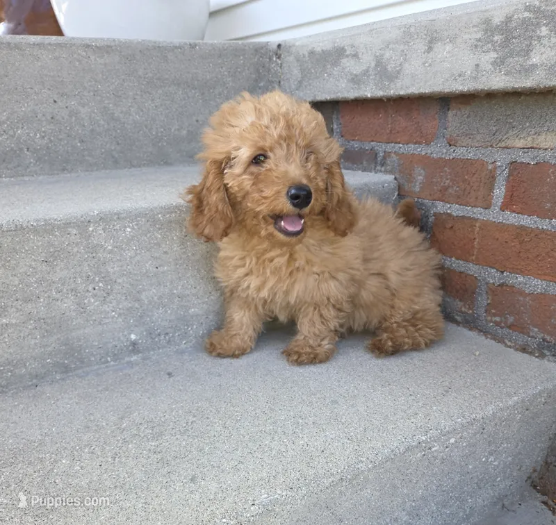 Mini doodle – Miniature Goldendoodle puppy for sale in Sheboygan, WI