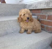 Jigs, a male Miniature Goldendoodle for sale in Sheboygan, WI – 4 of 5