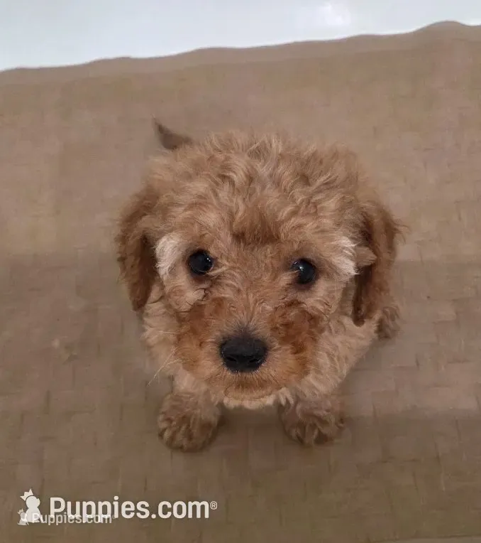 Jigs – Miniature Goldendoodle puppy for sale in Sheboygan, WI