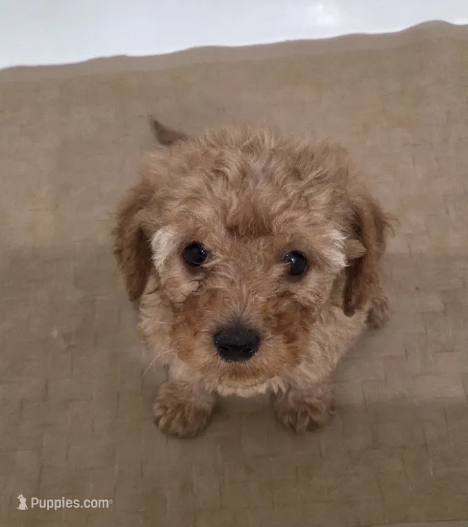 Jigs – Miniature Goldendoodle puppy for sale in Sheboygan, WI