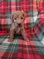Junior, a male Goldendoodle for sale in Sheboygan, WI – Photo 3 of 3