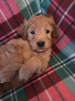 Junior, a male Goldendoodle for sale in Sheboygan, WI – Photo 2 of 3