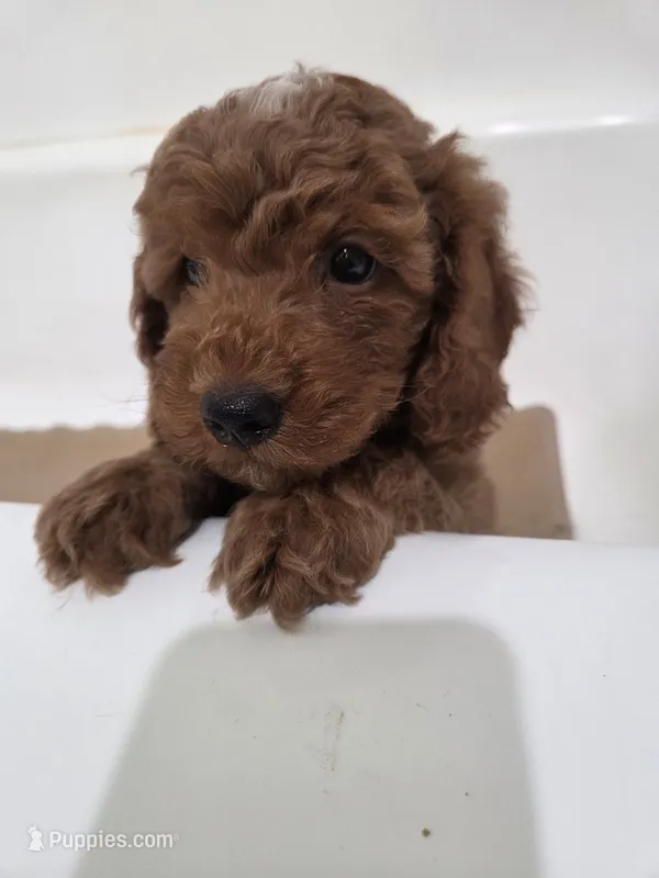 Charlie – Miniature Goldendoodle puppy for sale in Sheboygan, WI