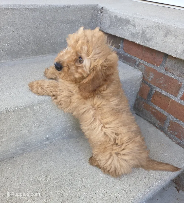 Jigs – Miniature Goldendoodle puppy for sale in Sheboygan, WI