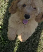 Jigs, a male Miniature Goldendoodle for sale in Sheboygan, WI – 3 of 5
