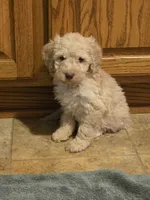Knox, a male Goldendoodle for sale in Sheboygan, WI – Photo 1 of 4