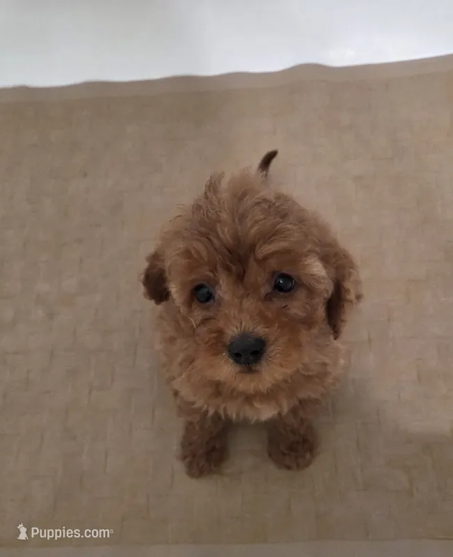 Emma – Miniature Goldendoodle puppy for sale in Sheboygan, WI