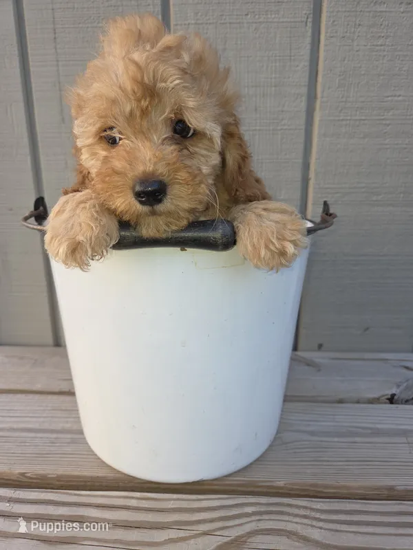 Molly – Miniature Goldendoodle puppy for sale in Sheboygan, WI