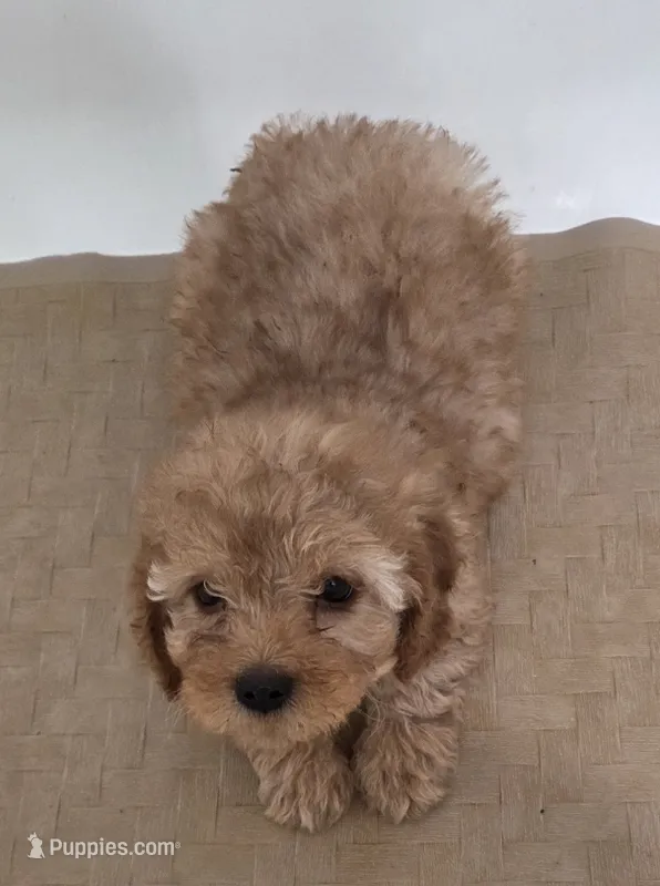 Molly – Miniature Goldendoodle puppy for sale in Sheboygan, WI