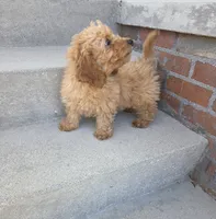 Jigs, a male Miniature Goldendoodle for sale in Sheboygan, WI – 2 of 5
