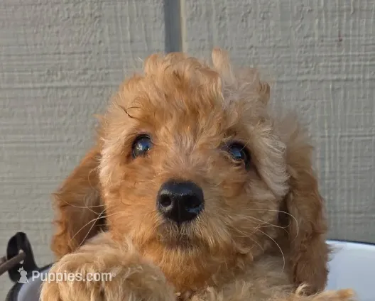 Jigs – Miniature Goldendoodle puppy for sale in Sheboygan, WI