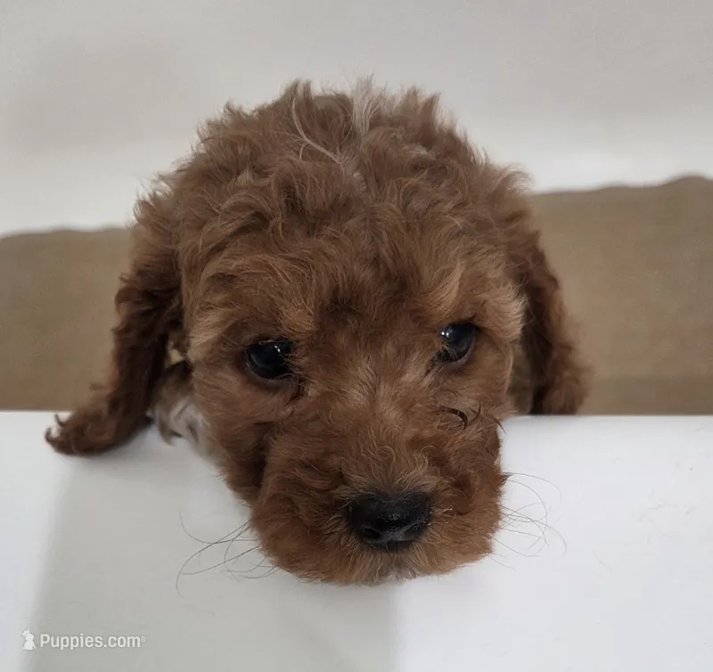 Rosie – Miniature Goldendoodle puppy for sale in Sheboygan, WI