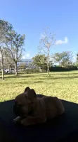Sable French bulldog , a male French Bulldog for sale in Loxahatchee, FL – 4 of 4