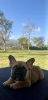 Sable French bulldog , a male French Bulldog for sale in Loxahatchee, FL – 2 of 4