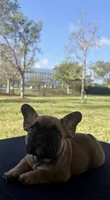 Sable French bulldog , a male French Bulldog for sale in Loxahatchee, FL – 3 of 4