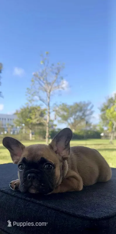 Sable French bulldog , a male French Bulldog for sale in Loxahatchee, FL – 1 of 4