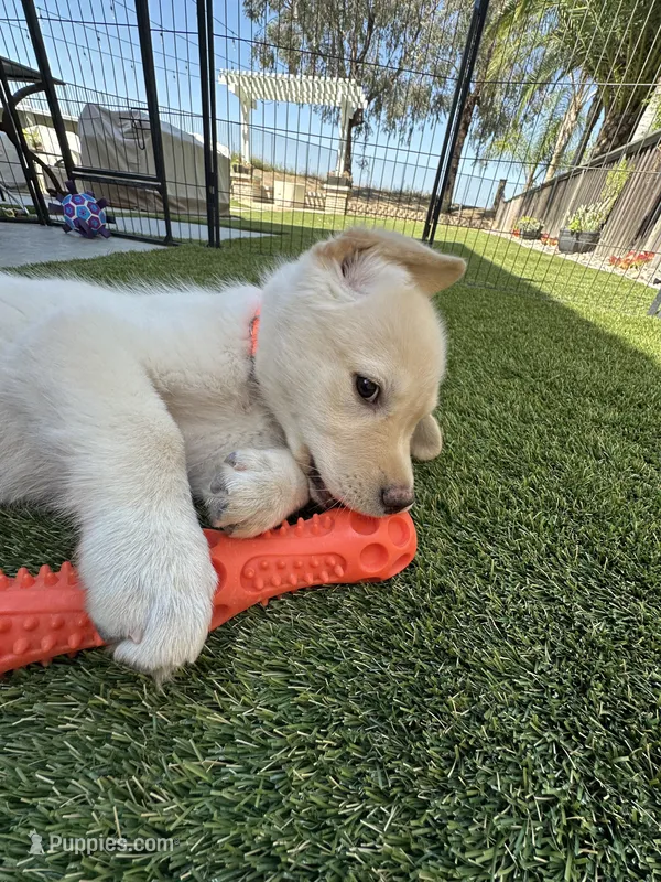 Orange Collar – Labrador Retriever puppy for sale in Murrieta, CA