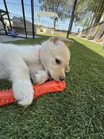 Orange Collar, a male Labrador Retriever for sale in Murrieta, CA – 1 of 5