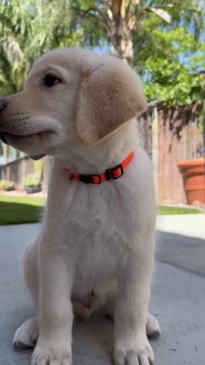 Orange Collar, a male Labrador Retriever for sale in Murrieta, CA – 2 of 5