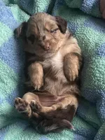 Rose, a female Australian Shepherd for sale in Cave City, KY – Photo 4 of 8