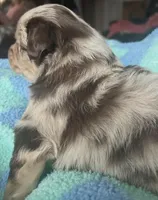 Rose, a female Australian Shepherd for sale in Cave City, KY – Photo 8 of 8