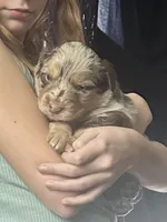 Rose, a female Australian Shepherd for sale in Cave City, KY – Photo 7 of 8