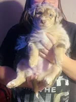 Rose, a female Australian Shepherd for sale in Cave City, KY – Photo 5 of 8