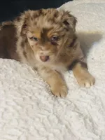 Rose, a female Australian Shepherd for sale in Cave City, KY – Photo 3 of 8