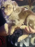 Rose, a female Australian Shepherd for sale in Cave City, KY – Photo 6 of 8