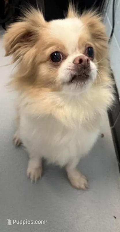 Koda – Chihuahua puppy for sale in Mcdonough, GA