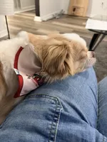 Koda, a male Chihuahua for sale in Mcdonough, GA – Photo 3 of 5