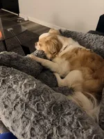 Koda, a male Chihuahua for sale in Mcdonough, GA – Photo 4 of 5