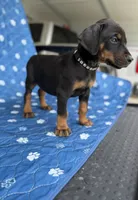 Black female black collar , a female Doberman Pinscher for sale in Lula, GA – 5 of 7